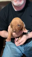 Jenny , a female Rhodesian Ridgeback for sale in Holly Springs, MS – 2 of 3