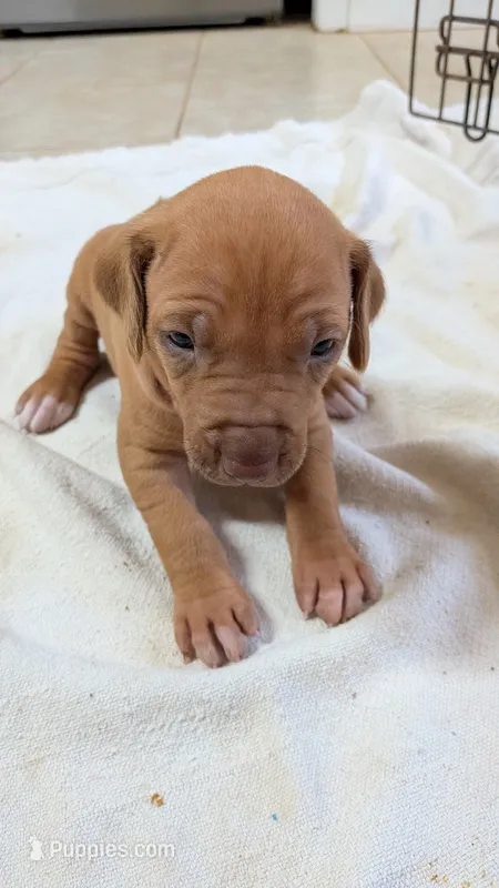 Fern red girl – Rhodesian Ridgeback puppy for sale in Holly Springs, MS