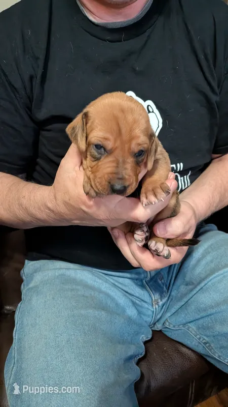 Fern 4 – Rhodesian Ridgeback puppy for sale in Holly Springs, MS