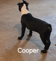 Cooper, a male Boston Terrier for sale in Bristow, OK – 5 of 9