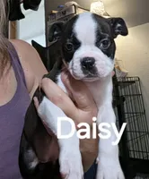 Daisy, a female Boston Terrier for sale in Bristow, OK – 3 of 6