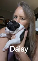 Daisy, a female Boston Terrier for sale in Bristow, OK – 4 of 6