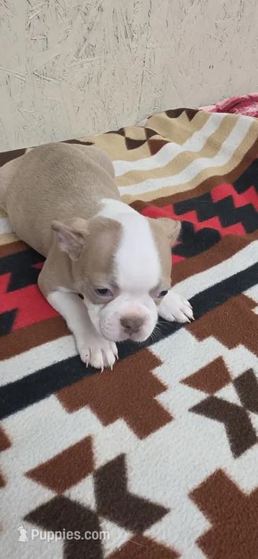 Dolly – Boston Terrier puppy for sale in Bristow, OK