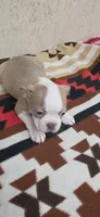 Dolly, a female Boston Terrier for sale in Bristow, OK – 1 of 7