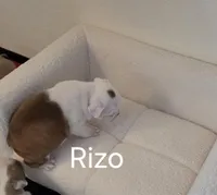 Rizo, a male Boston Terrier for sale in Bristow, OK – Photo 2 of 8