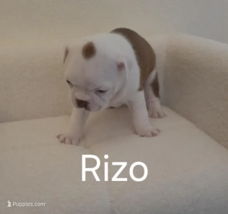 Rizo – Boston Terrier puppy for sale in Bristow, OK