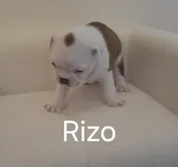 Rizo, a male Boston Terrier for sale in Bristow, OK – Photo 1 of 8