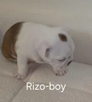 Rizo, a male Boston Terrier for sale in Bristow, OK – Photo 3 of 8