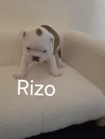 Rizo, a male Boston Terrier for sale in Bristow, OK – Photo 4 of 8