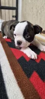 Honey, a female Boston Terrier for sale in Bristow, OK – 8 of 10
