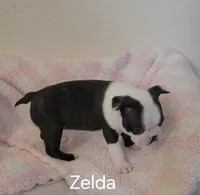 Zelda, a female Boston Terrier for sale in Bristow, OK – Photo 3 of 4