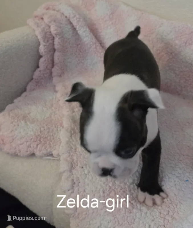 Zelda – Boston Terrier puppy for sale in Bristow, OK