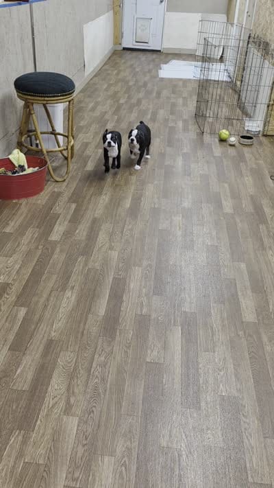 Cooper, a male Boston Terrier for sale in Bristow, OK – 9 of 9