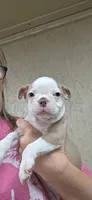 Hank, a male Boston Terrier for sale in Bristow, OK – 7 of 10