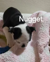Nugget, a female Boston Terrier for sale in Bristow, OK – 5 of 5