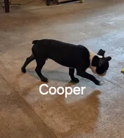 Cooper, a male Boston Terrier for sale in Bristow, OK – 7 of 9