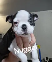 Nugget, a female Boston Terrier for sale in Bristow, OK – 1 of 5