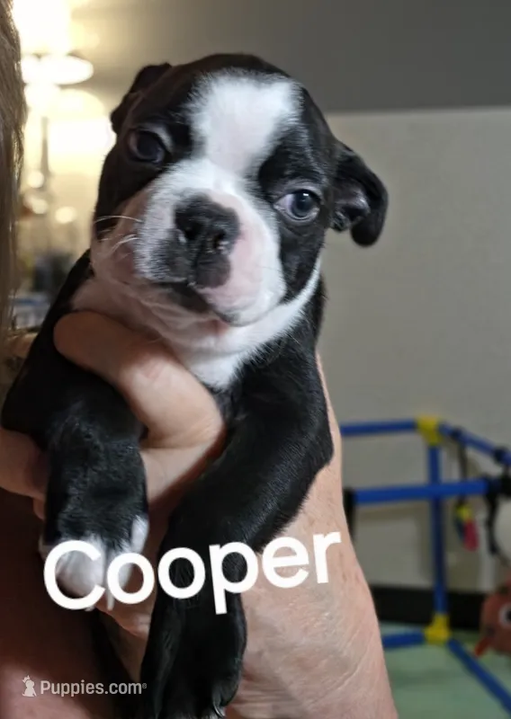 Cooper – Boston Terrier puppy for sale in Bristow, OK