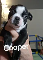 Cooper, a male Boston Terrier for sale in Bristow, OK – 2 of 5