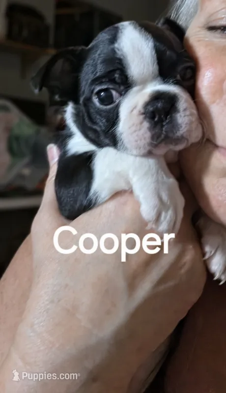 Cooper – Boston Terrier puppy for sale in Bristow, OK