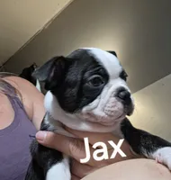 Jax, a male Boston Terrier for sale in Bristow, OK – 6 of 6