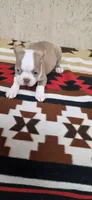Dolly, a female Boston Terrier for sale in Bristow, OK – 4 of 7