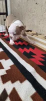 Hank, a male Boston Terrier for sale in Bristow, OK – 9 of 10