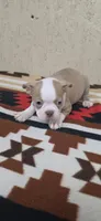 Dolly, a female Boston Terrier for sale in Bristow, OK – 5 of 7