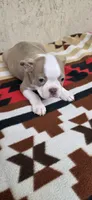 Dolly, a female Boston Terrier for sale in Bristow, OK – 3 of 7