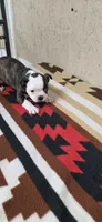 Honey, a female Boston Terrier for sale in Bristow, OK – 10 of 10