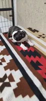 Honey, a female Boston Terrier for sale in Bristow, OK – 9 of 10