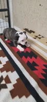 Honey, a female Boston Terrier for sale in Bristow, OK – 5 of 10