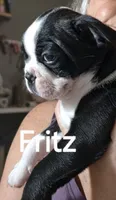 Fritz, a male Boston Terrier for sale in Bristow, OK – 2 of 6