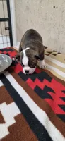 Chester, a male Boston Terrier for sale in Bristow, OK – 3 of 8