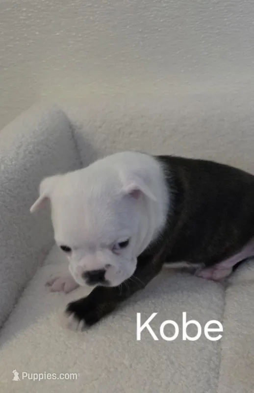 Kobe – Boston Terrier puppy for sale in Bristow, OK