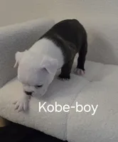 Kobe, a male Boston Terrier for sale in Bristow, OK – Photo 3 of 7