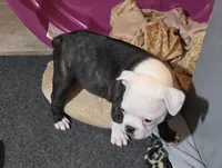 Kobe, a male Boston Terrier for sale in Bristow, OK – 2 of 10