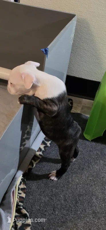 Kobe – Boston Terrier puppy for sale in Bristow, OK