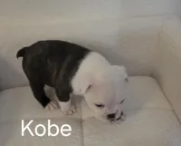 Kobe, a male Boston Terrier for sale in Bristow, OK – Photo 2 of 7