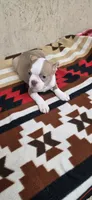 Dolly, a female Boston Terrier for sale in Bristow, OK – 6 of 7