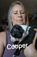Cooper, a male Boston Terrier for sale in Bristow, OK – 5 of 5