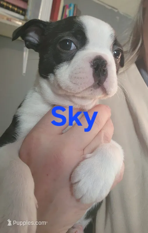 Sky