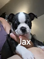 Jax, a male Boston Terrier for sale in Bristow, OK – 4 of 6
