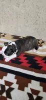 Honey, a female Boston Terrier for sale in Bristow, OK – 6 of 10