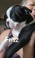 Fritz, a male Boston Terrier for sale in Bristow, OK – 6 of 6