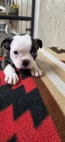 Honey, a female Boston Terrier for sale in Bristow, OK – 2 of 10