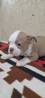 Dolly, a female Boston Terrier for sale in Bristow, OK – 2 of 7