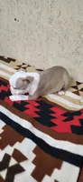 Hank, a male Boston Terrier for sale in Bristow, OK – 8 of 10