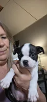 Daisy, a female Boston Terrier for sale in Bristow, OK – 5 of 6
