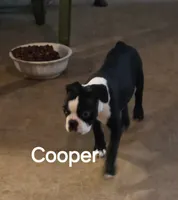 Cooper, a male Boston Terrier for sale in Bristow, OK – 8 of 9